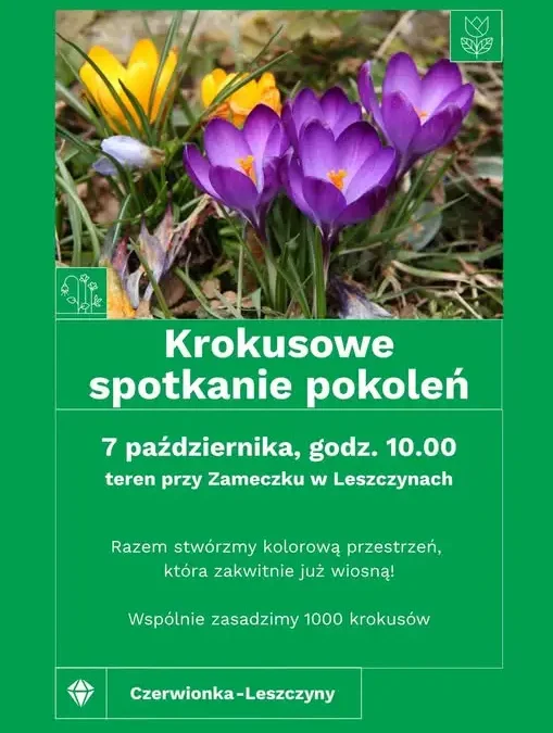 Krokusowe spotkanie pokoleń w Leszczynach – wspólnie posadzą 1000 cebulek