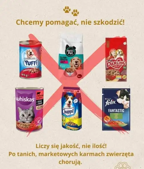 Szkolna zbiórka dla zwierząt ze schroniska w Rybniku startuje 2 listopada